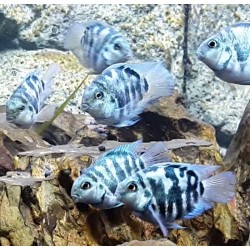 Трехгибридный попугай синий тигр (Hybrid cichlid) - 3-4см