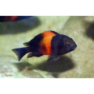 Трофеус бемба (Tropheus moorii bemba) - 4,5-5см