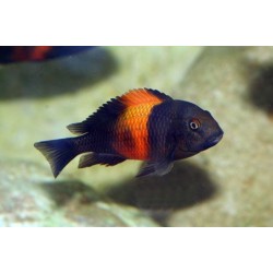 Трофеус бемба (Tropheus moorii bemba) - 4,5-5см