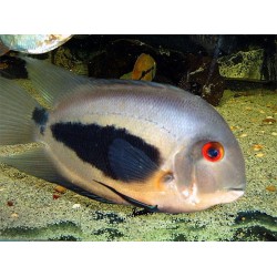 Уару (Uaru amphiacanthoides) - 4-5см