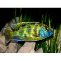 Венустус леопардовий (Nimbochromis venustus) - 3-4см