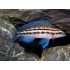 Юлидохромис Дикфельда (Julidochromis dickfeldi) - 3-4см 
