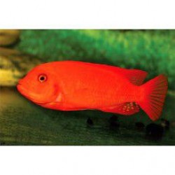 Зебра супер красная (Pseudotropheus zebra red red) - 5-6см