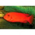 Зебра супер красная (Pseudotropheus zebra red red) - 5-6см