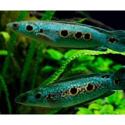 Змееголов глазчатый (Channa pleurophthalma) - 7-8см 