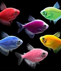 GLO FISH