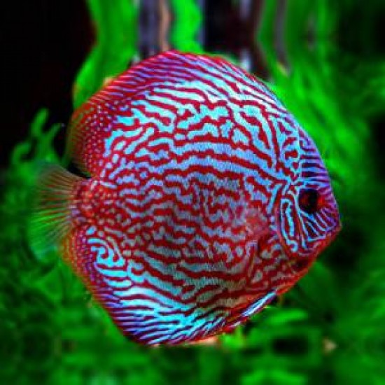 Фото Дискус микс (Symphysodon Discus) - 5-6см Смотреть
