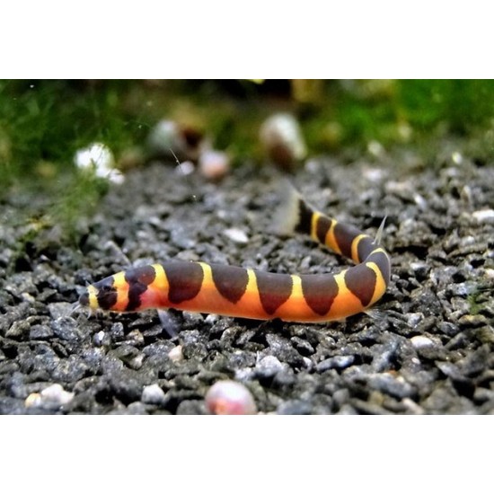 Фото Акантофтальмус Кюля (Acanthophthalmus kuhli) - 4-5см Смотреть