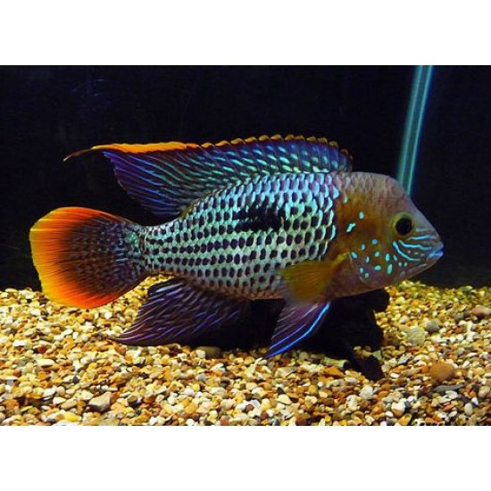 Фото Акара Бирюзовая (Aequidens rivulatus) - 5см Смотреть