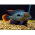 Акара Бирюзовая (Aequidens rivulatus) - 5см