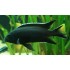 Аки черный (Pseudotropheus spec. 'acei black ') - 6см