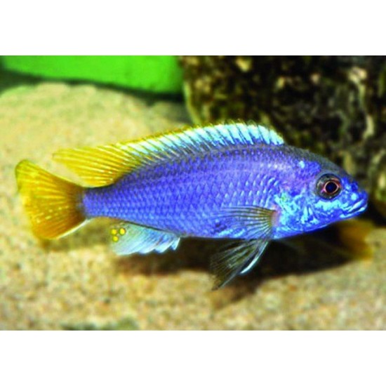 Фото Аки (Pseudotropheus spec. 'acei ') - 6см Смотреть