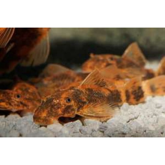 Фото Анцитрус красно-черный вуалевый LDA16 (Ancistrus dolichopterus) - 3см Смотреть