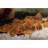 Анцитрус красно-черный вуалевый LDA16 (Ancistrus dolichopterus) - 3см