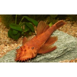 Анцитрус красный (Ancistrus dolichopterus red) - 3см