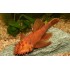 Анцитрус красный (Ancistrus dolichopterus red) - 3см