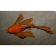 Анцитрус красный вуалевый (Ancistrus dolichopterus red) - 3.5-4см