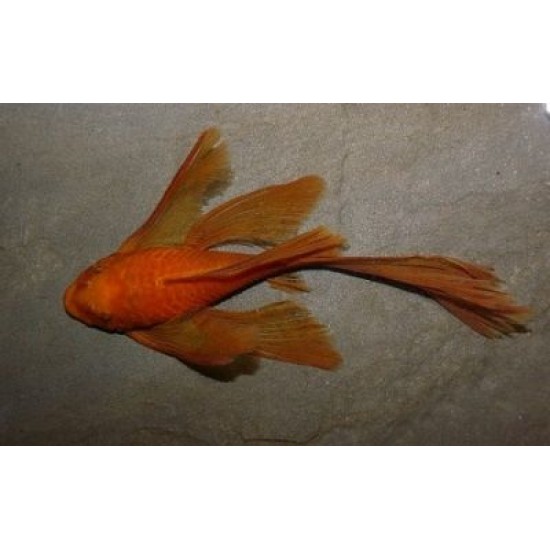 Фото Анцитрус красный вуалевый (Ancistrus dolichopterus red) - 3.5-4см labeo.com.ua