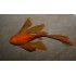 Анцитрус красный вуалевый (Ancistrus dolichopterus red) - 3.5-4см