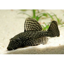 Анцитрус обыкновенный (Ancistrus dolichopterus) - 2см