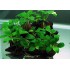 Анубиас бартера нана (Anubias barteri var. nana) большой куст