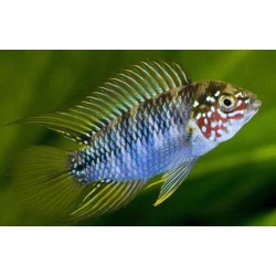 Апистограмма борелли (Apistogramma borellii) - 2,5-3см