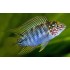 Апистограмма борелли (Apistogramma borellii) - 2,5-3см