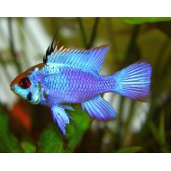 Апистограмма голубая неоновая (Apistogramma Electric Blue) - 2-3см