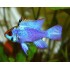 Апистограмма голубая неоновая (Apistogramma Electric Blue) - 2-3см