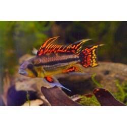 Апистограмма какаду дабл рэд (Apistogramma cacatuoides Double Red) - 3см