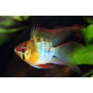Апистограмма рамирези дисковая (Apistogramma ramirezi) - 2-3см