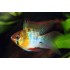 Апистограмма рамирези дисковая (Apistogramma ramirezi) - 2-3см
