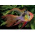 Апистограмма рамирези вуалевая (Apistogramma ramirezi) - 3см