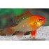 Апистограмма рамирези золотая (Apistogramma ramirezi gold) - 3см