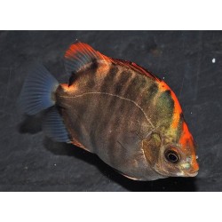 Аргус красный (Scatophagus Argus red) - 9-10см