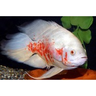 Астронотус альбинос вуалевый разводной (Astronotus ocellatus) 3-4см