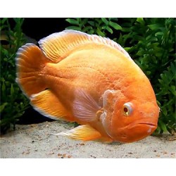 Астронотус голд (Astronotus ocellatus) - 12-14см