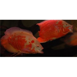 Астронотус красный оскар альбинос импорт (Astronotus ocellatus) - 5-5,5см