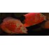 Астронотус красный оскар альбинос импорт (Astronotus ocellatus) - 5-5,5см