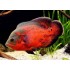 Астронотус красный оскар импорт (Astronotus ocellatus) - 5-5,5см