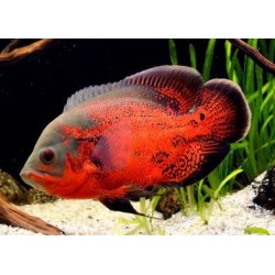 Астронотус красный оскар разводной (Astronotus ocellatus) - 5см