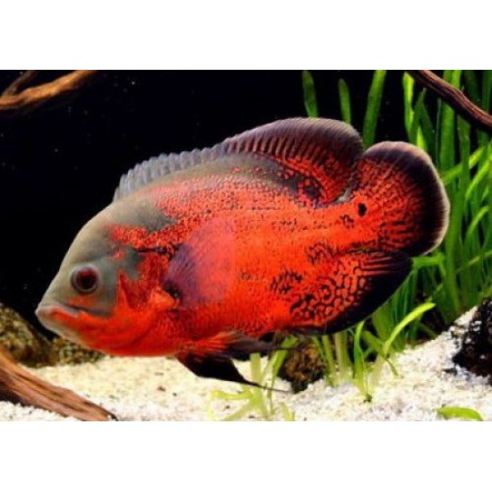 Фото Астронотус красный оскар разводной (Astronotus ocellatus) - 5см Смотреть
