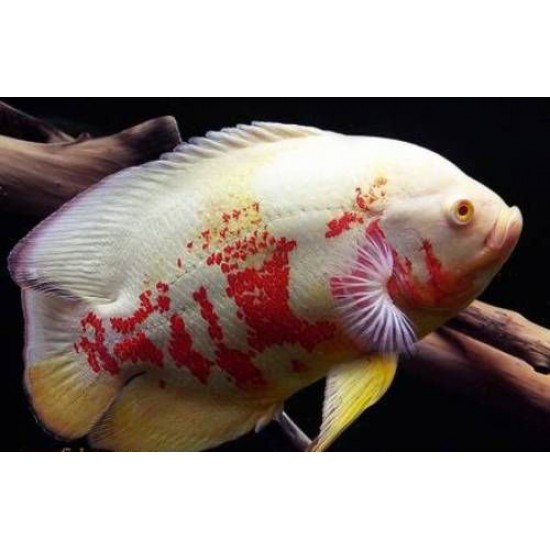 Фото Астронотус тигровый альбинос  (Astronotus ocellatus) - 7-8см Смотреть