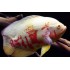 Астронотус тигровый альбинос  (Astronotus ocellatus) - 7-8см