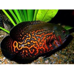 Астронотус тигровый импорт (Astronotus ocellatus) - 4,5-5см