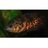 Астронотус тигровый  (Astronotus ocellatus) - 5см