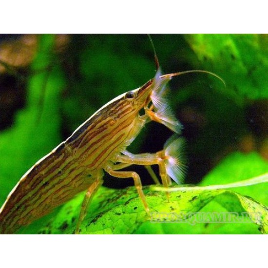 Фото Банановый фильтратор (Atyopsis moluccensis) - 7-9см Смотреть