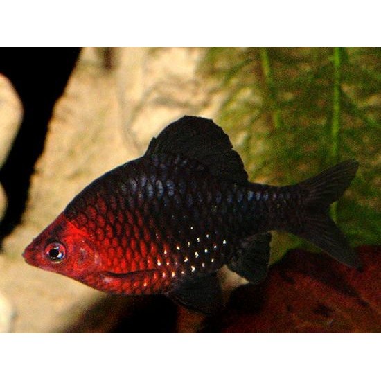 Фото Барбус черный (Puntius nigrofasciatus) - 3-3.5см Смотреть