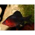 Барбус черный (Puntius nigrofasciatus) - 3-3.5см