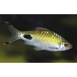 Барбус филаментоза (Barbus filamentosus) - 4см